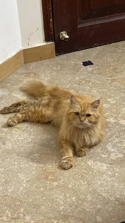 Adult Persian Male cat For sale