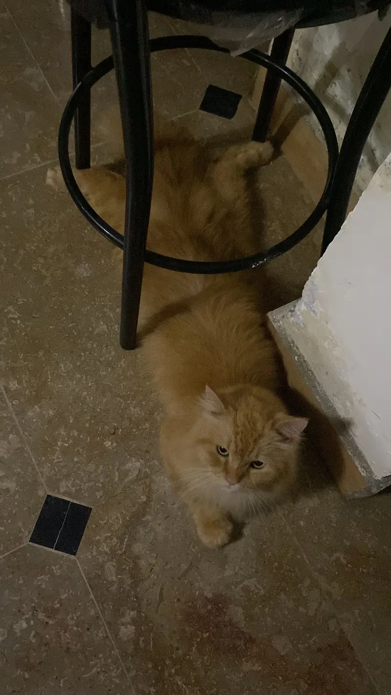 Adult Persian Male cat For sale — photo 2