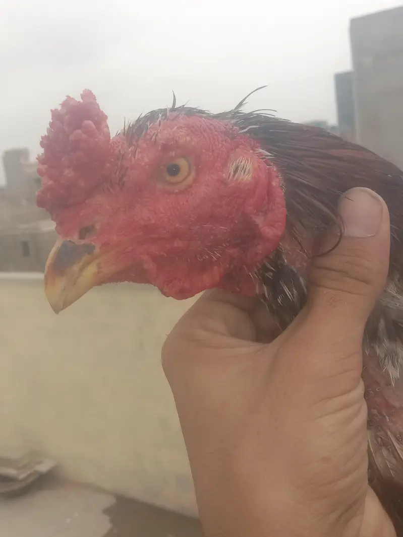 whtsap 03108699459  03263545535 — photo 2
