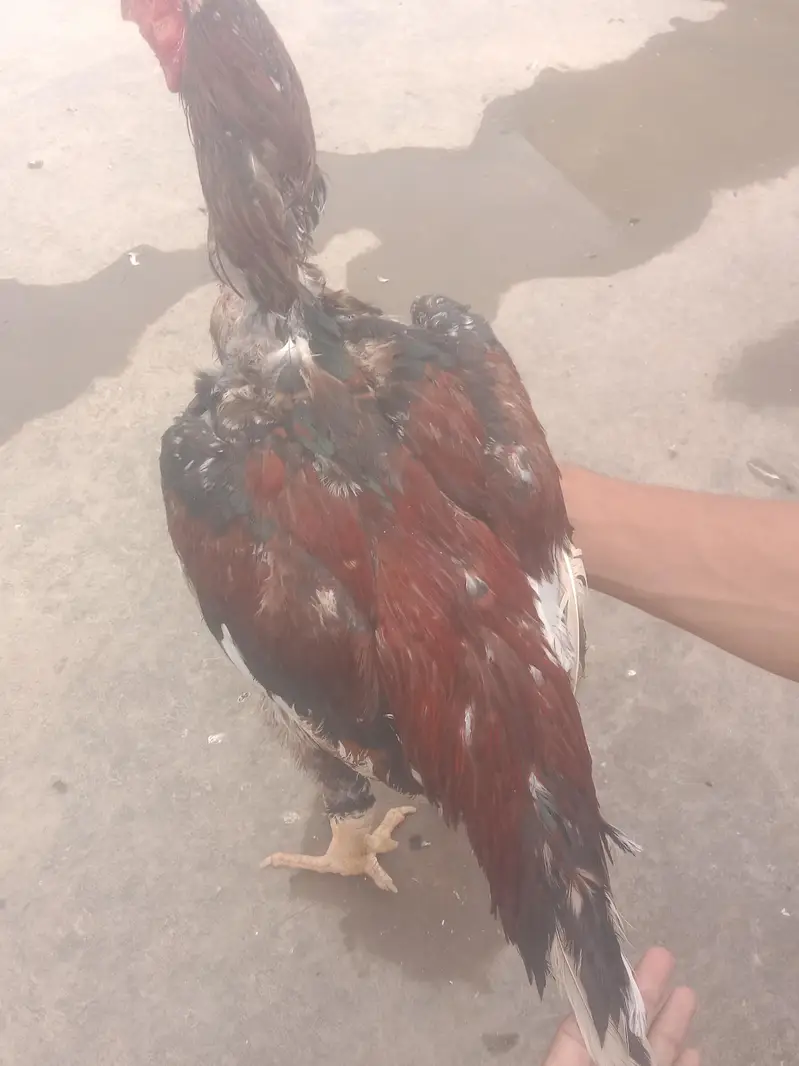 whtsap 03108699459  03263545535 — photo 3