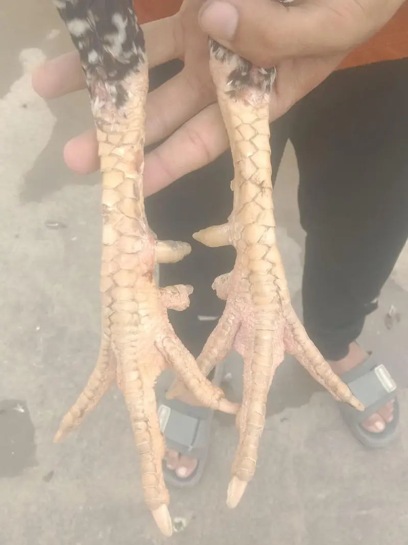 whtsap 03108699459  03263545535 — photo 5