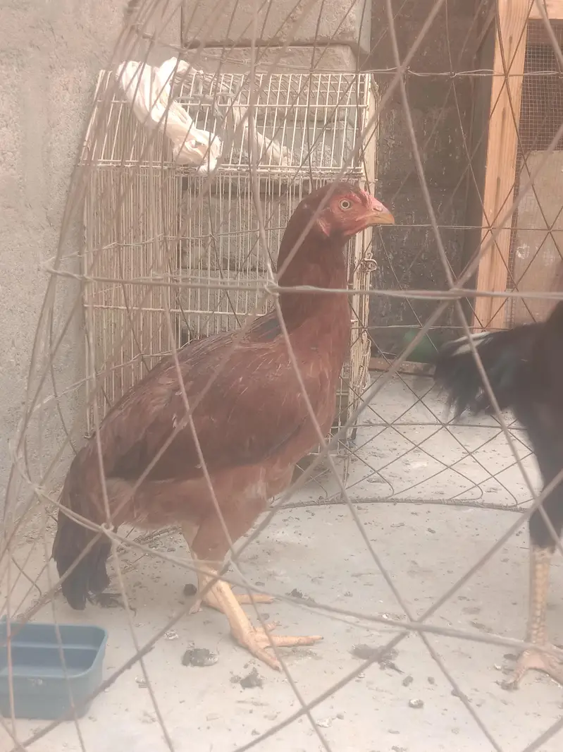 whtsap 03108699459  03263545535 — photo 6