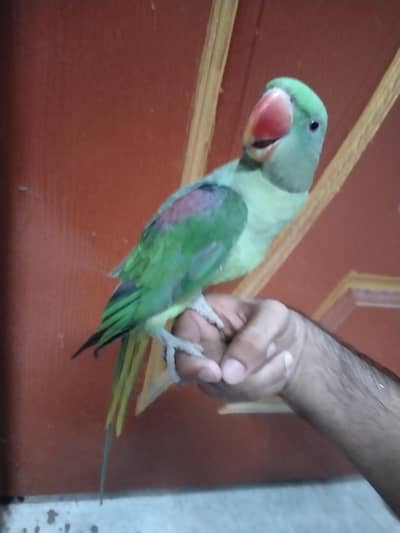 Hand tame kashmiri raw