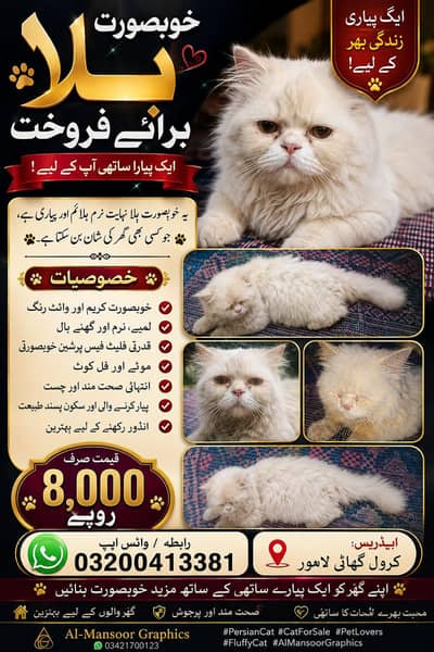 Male Cat For Sale at Best Price