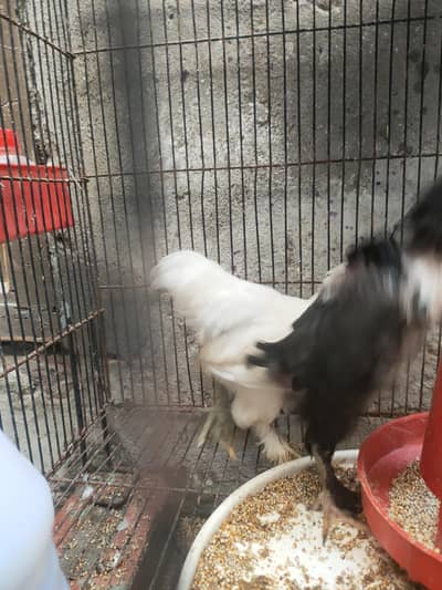high quality bantam chicks
