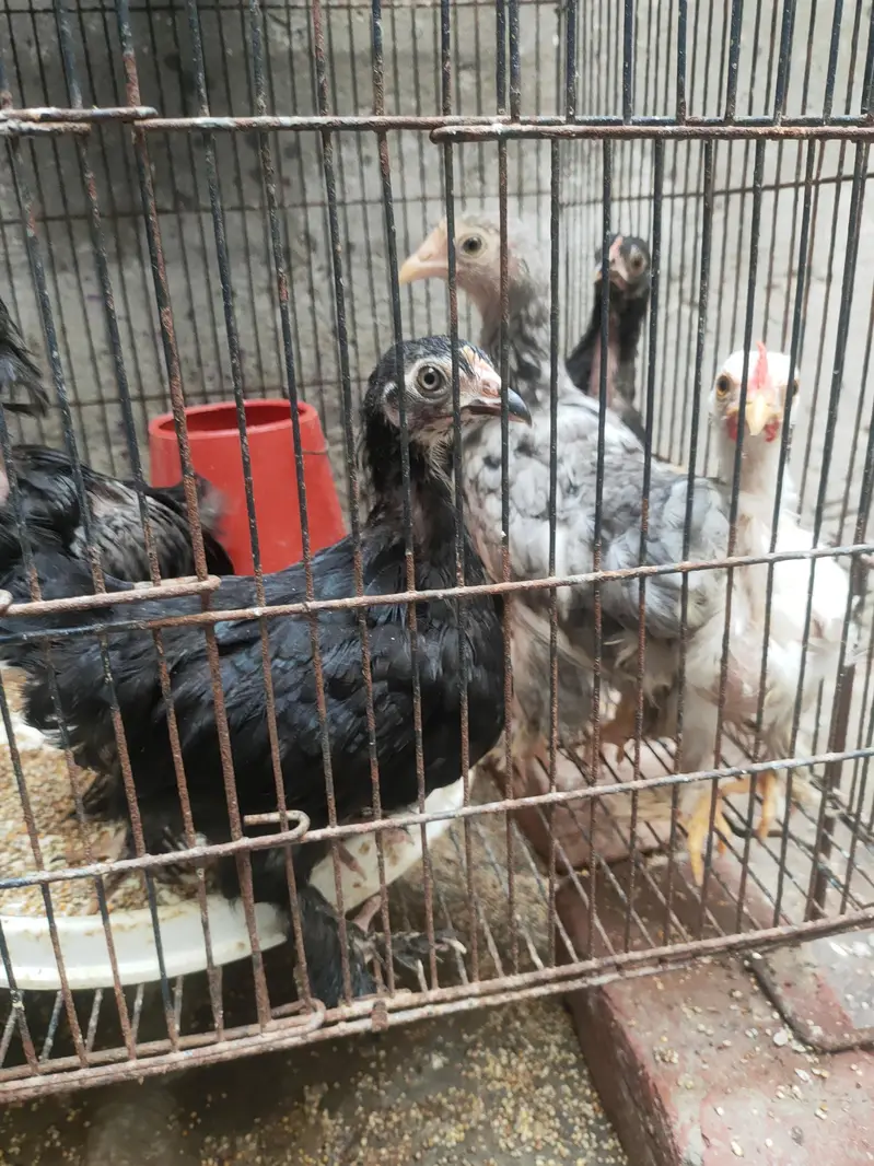high quality bantam chicks — photo 3