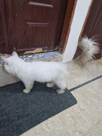 Persian kittens //031121//59509