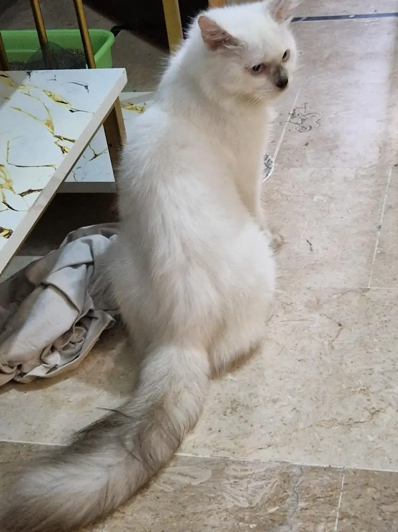 Persian kittens //031121//59509 — photo 3