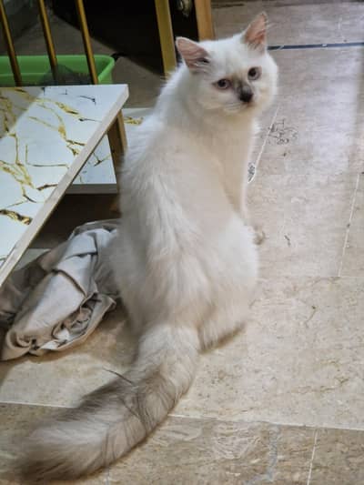 Persian kittens //031121//59509