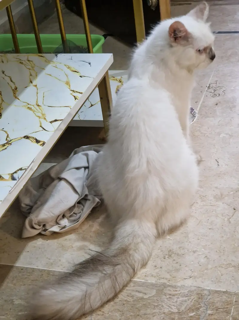 Persian kittens //031121//59509 — photo 4