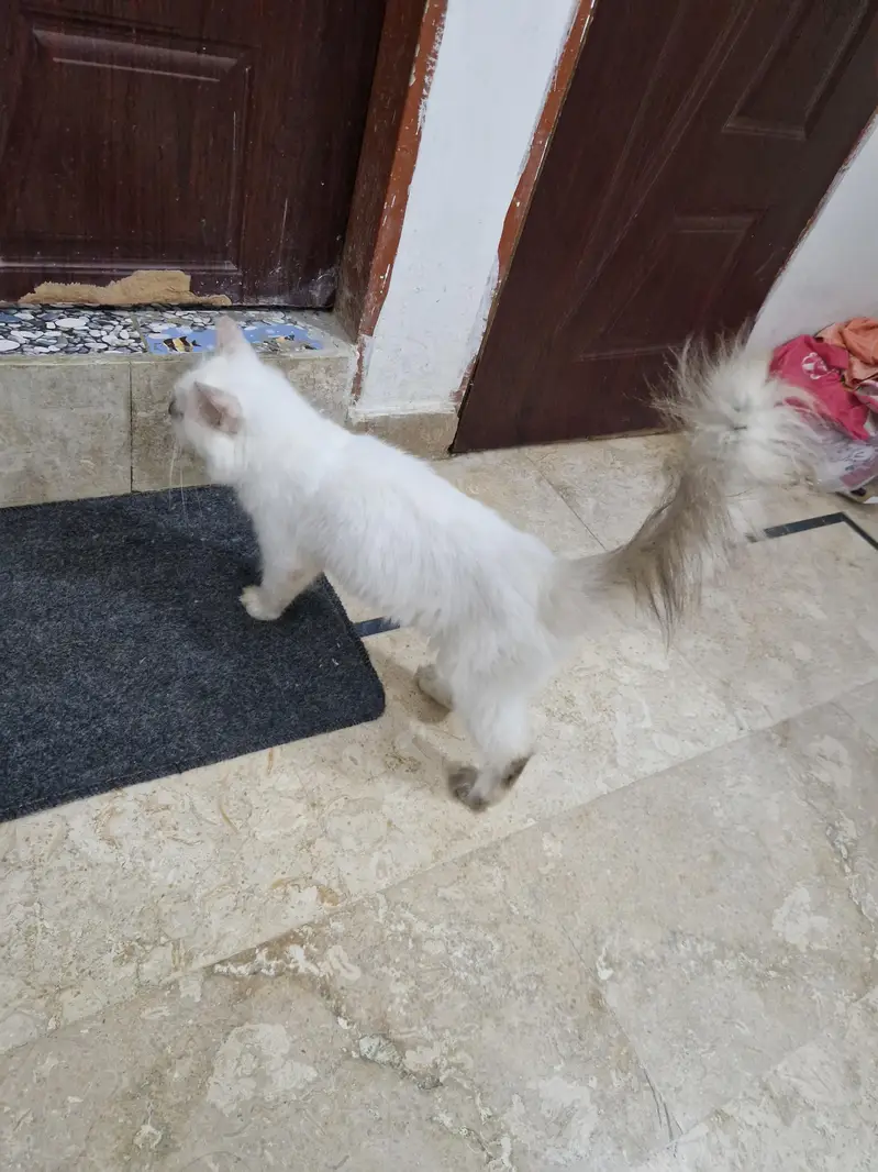 Persian kittens //031121//59509 — photo 5