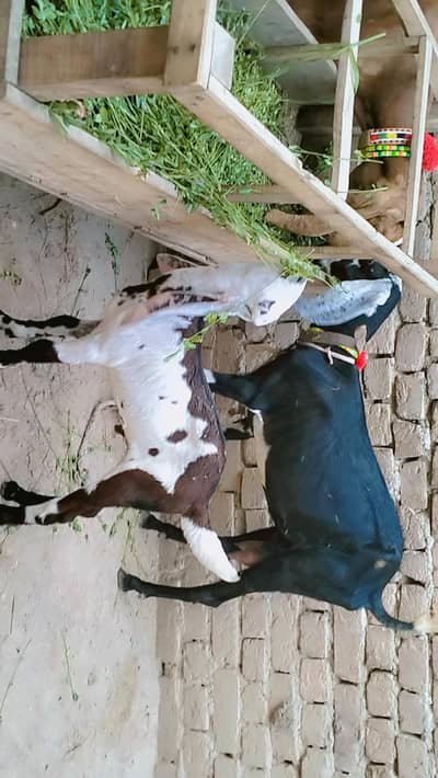 2 dant phuth our Sath male bacha