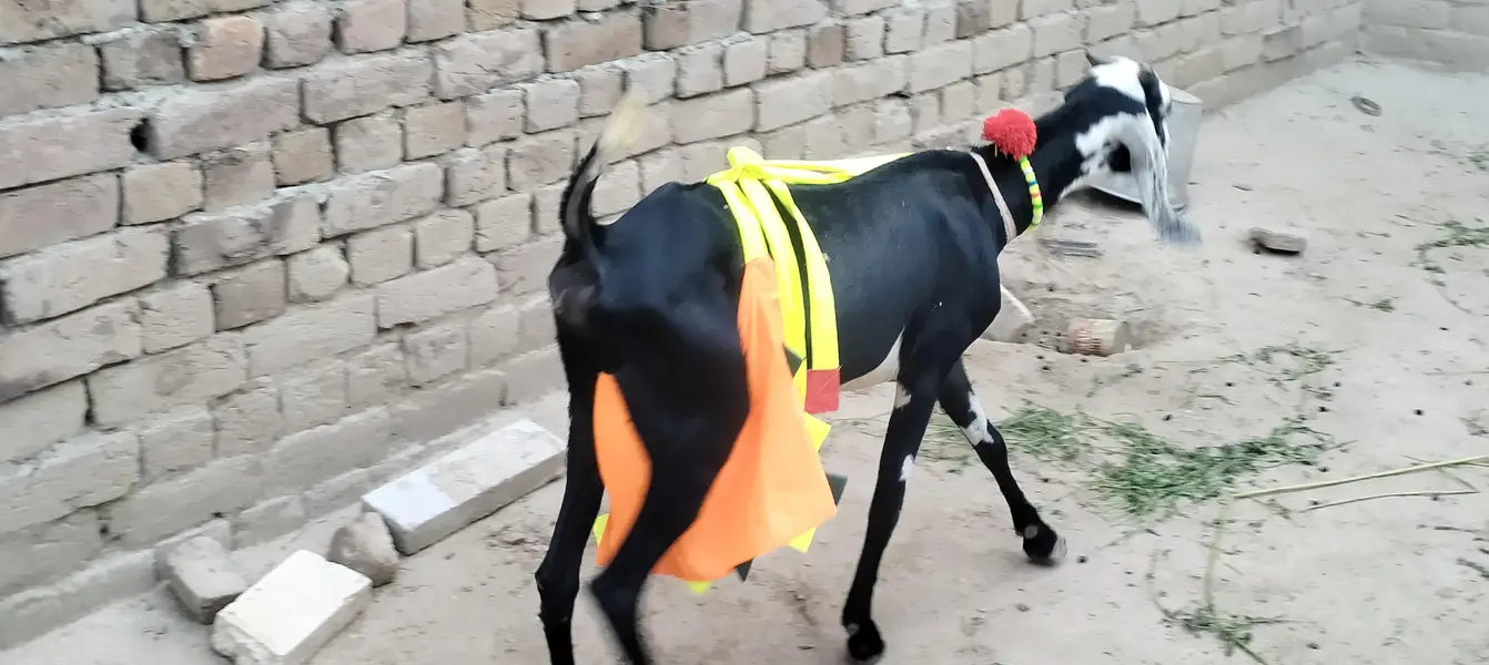 2 dant phuth our Sath male bacha — photo 2