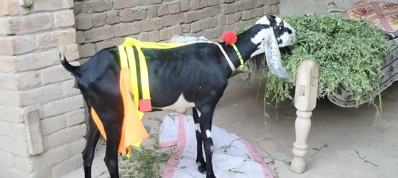 2 dant phuth our Sath male bacha — photo 3