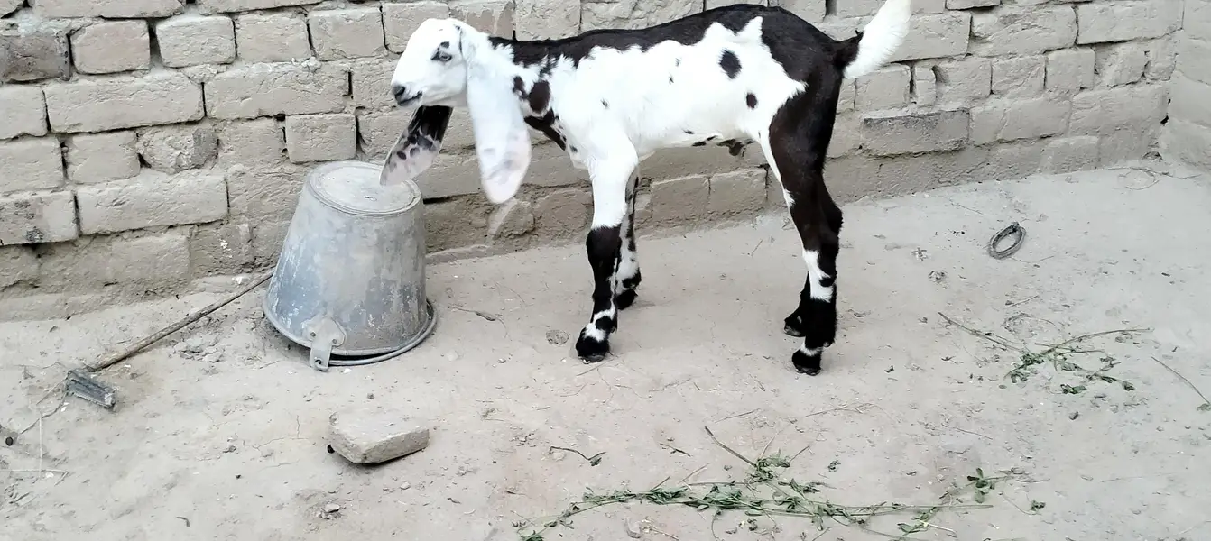 2 dant phuth our Sath male bacha — photo 4