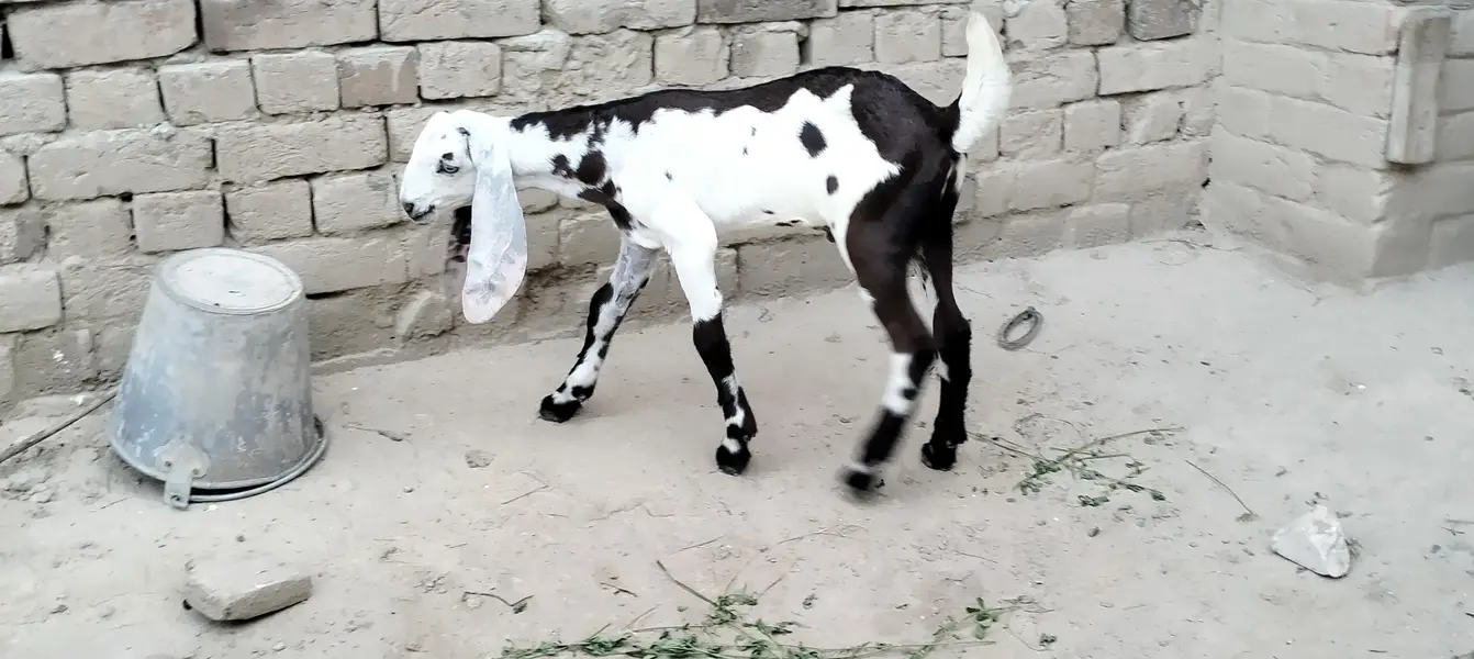 2 dant phuth our Sath male bacha — photo 5