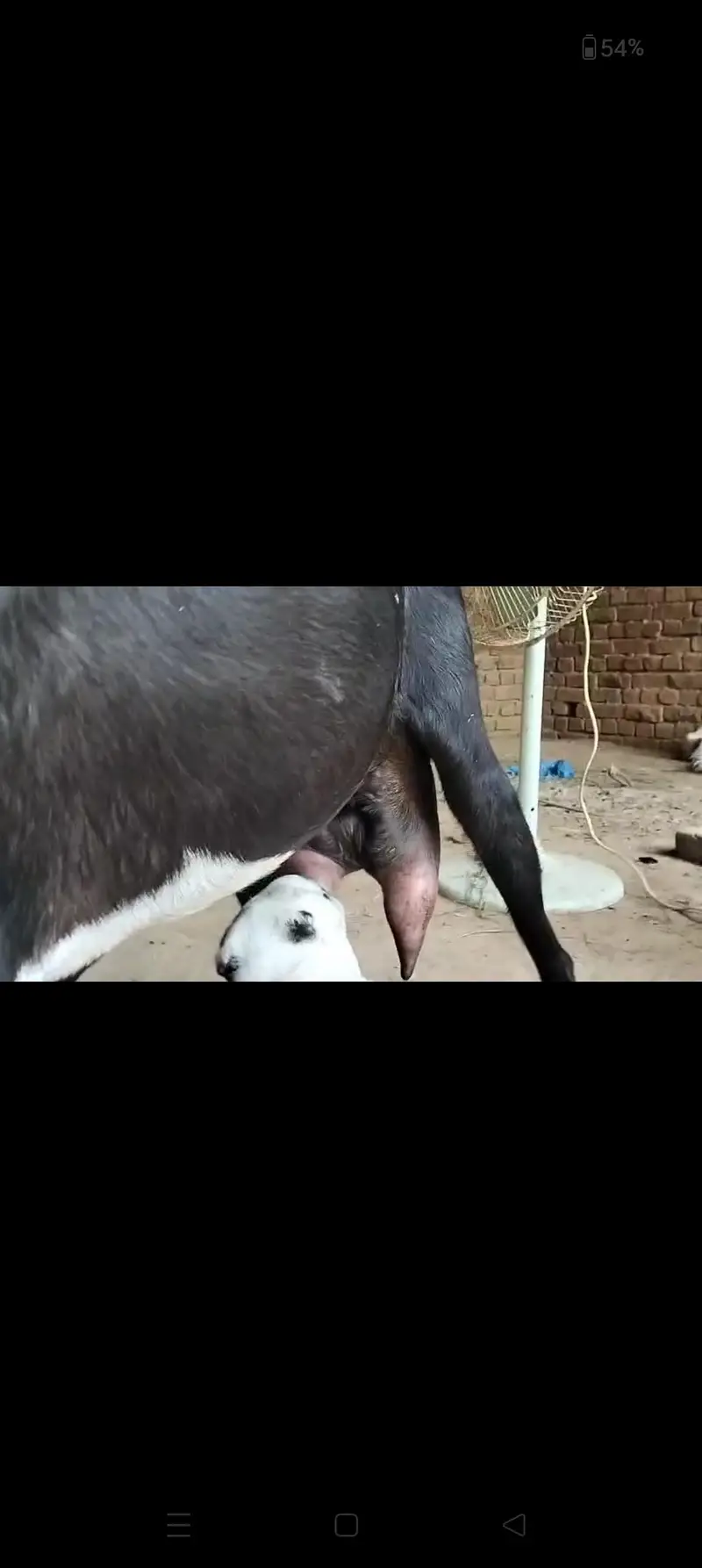 2 dant phuth our Sath male bacha — photo 6