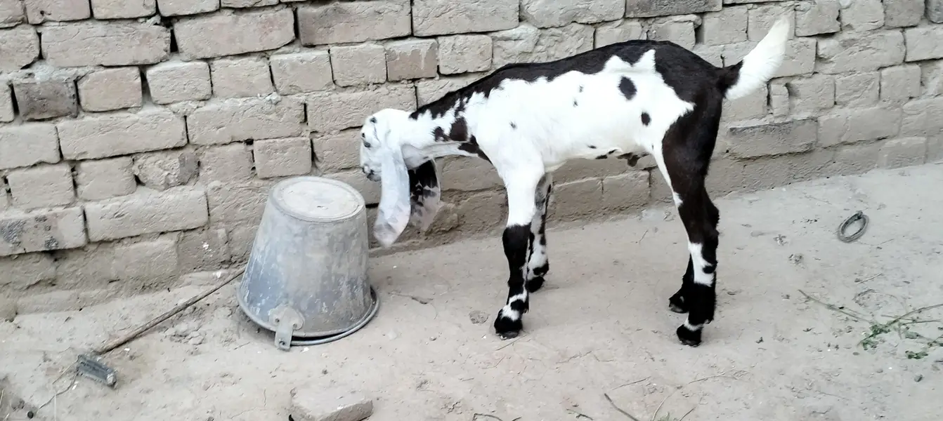 2 dant phuth our Sath male bacha — photo 7