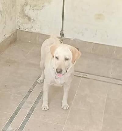 Labrador breedr female for sale