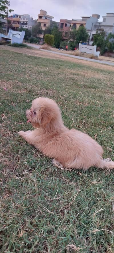 Maltese Puppy available