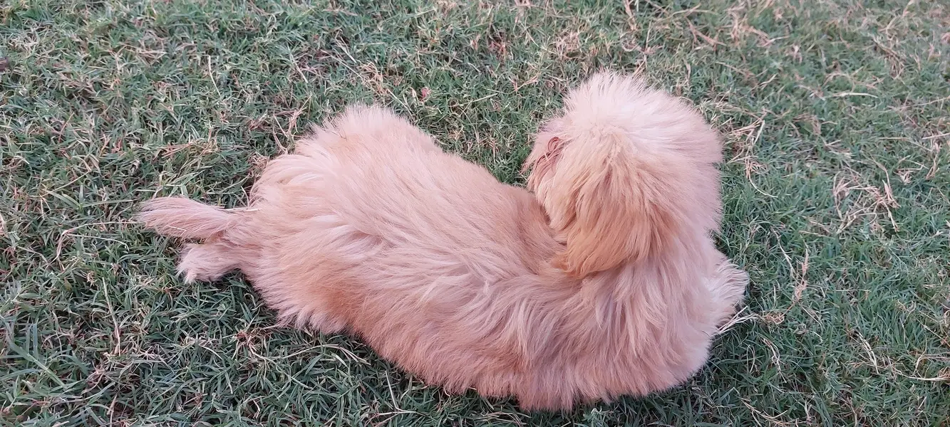 Maltese Puppy available — photo 2