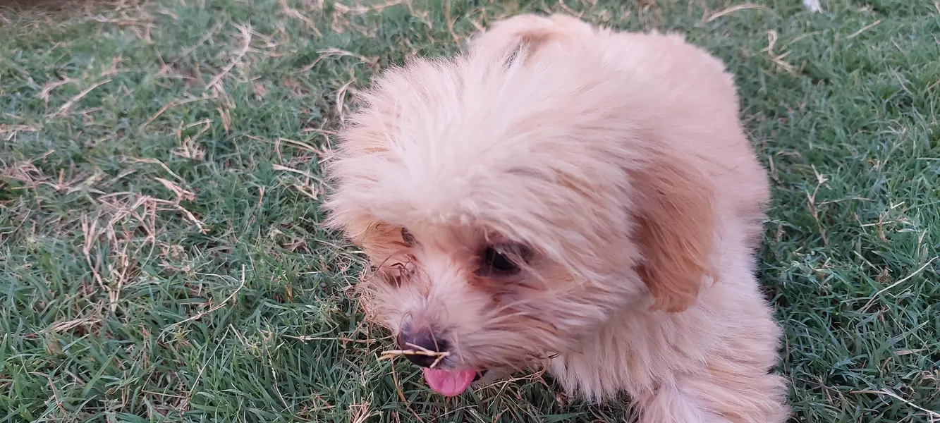 Maltese Puppy available — photo 3