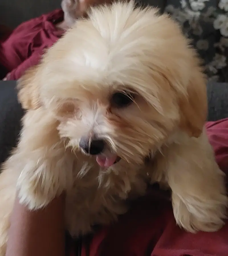 Maltese Puppy available — photo 4