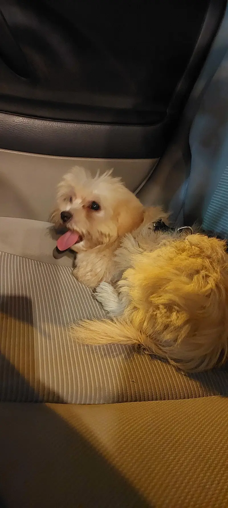 Maltese Puppy available — photo 5