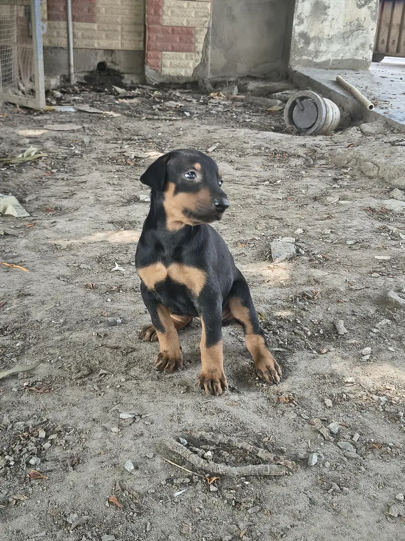 Healthy and Active Black & Tan Doberman Puppy — photo 2