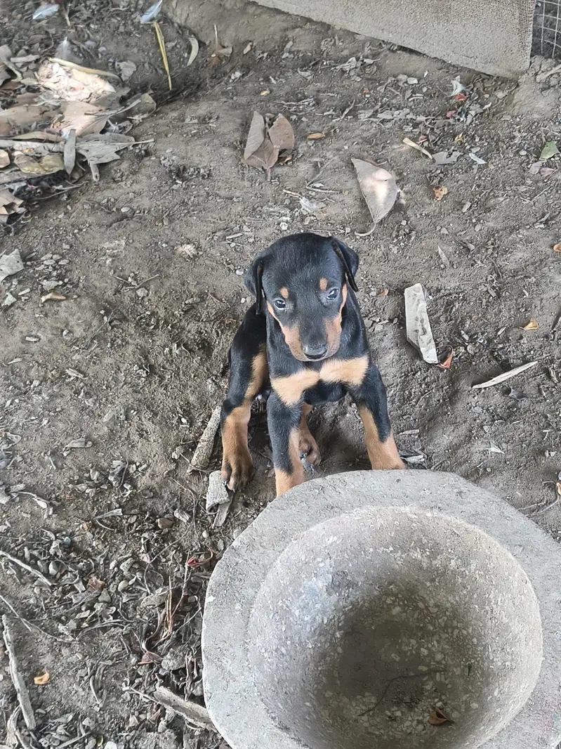 Healthy and Active Black & Tan Doberman Puppy — photo 3