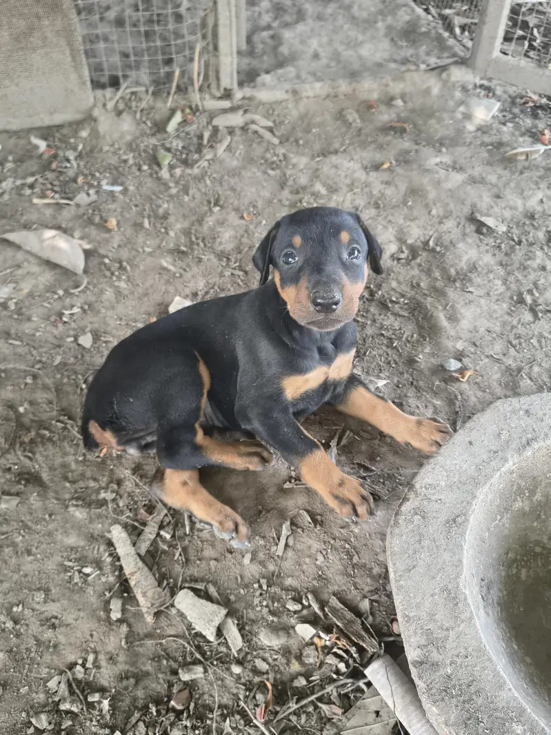 Healthy and Active Black & Tan Doberman Puppy — photo 4
