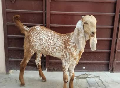 Makkah Chini Bakra For Sale Urgent,   03265448901