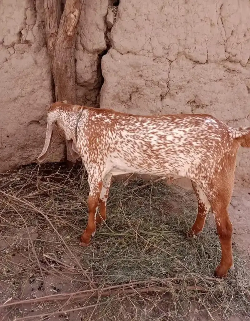 Makkah Chini Bakra For Sale Urgent,   03265448901 — photo 2
