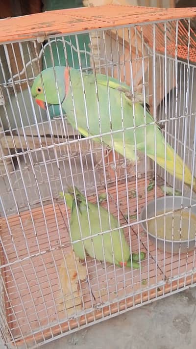 Healthy Ringneck Parrot Pair (Male & Female) for Sale – Bahawalpur