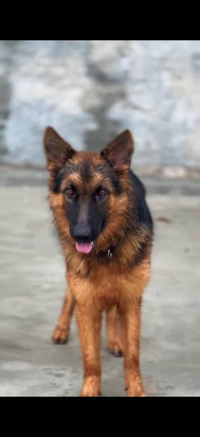 German Shepherd Pure Breed
