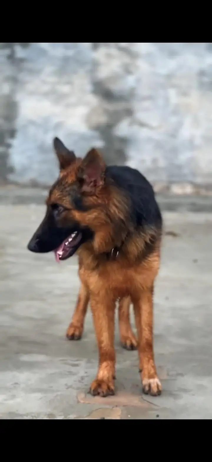 German Shepherd Pure Breed — photo 2