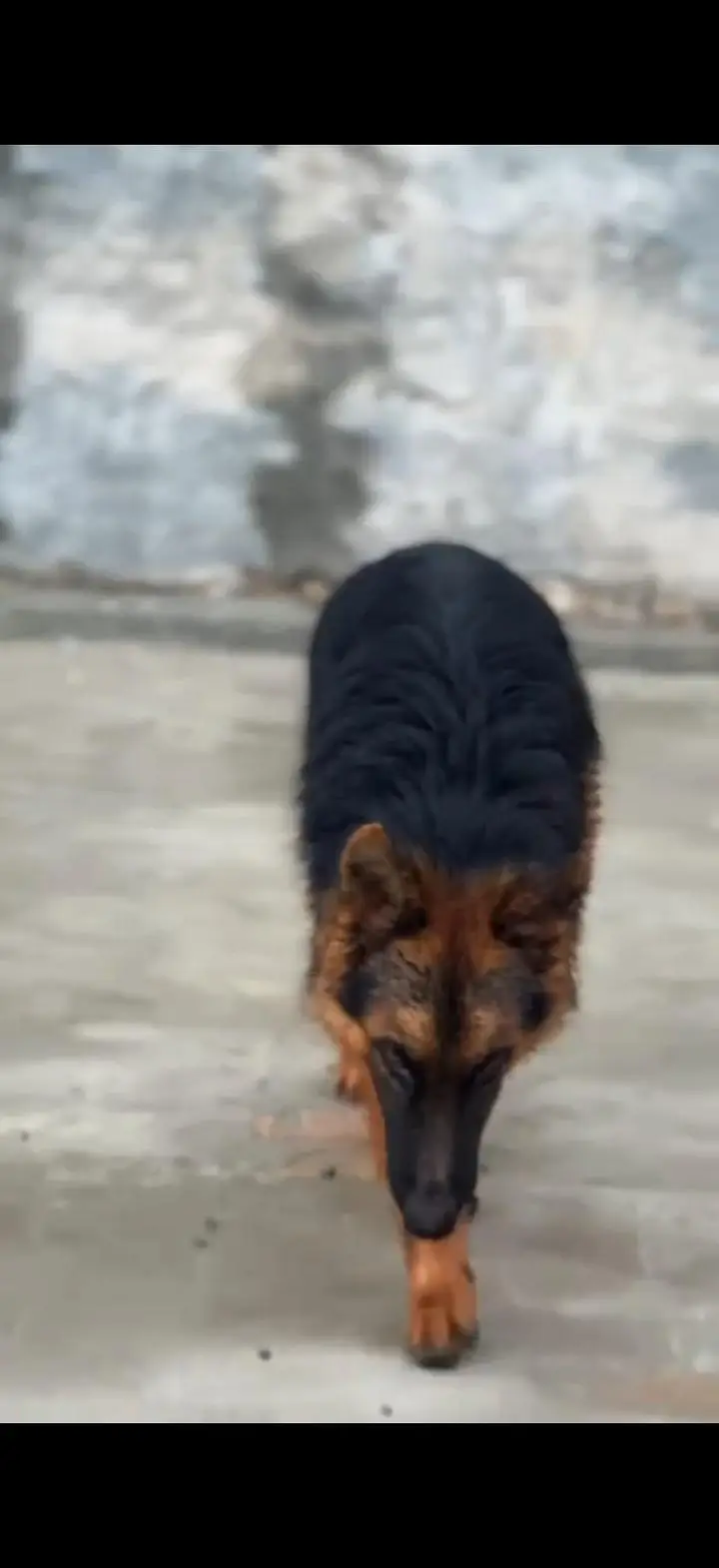 German Shepherd Pure Breed — photo 3