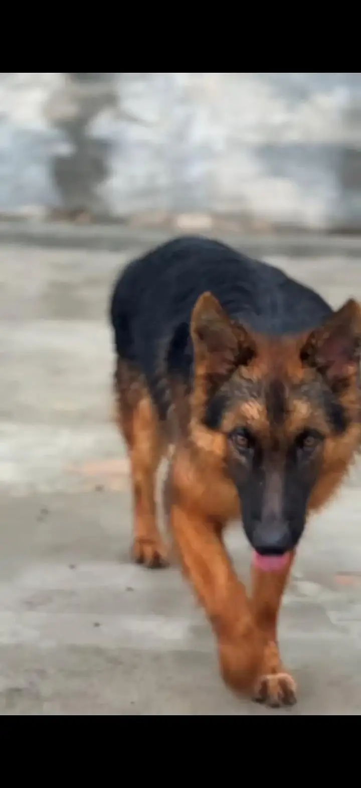 German Shepherd Pure Breed — photo 4
