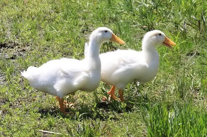 white duck pair healthy active