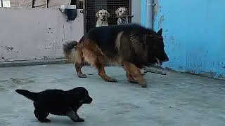 German shepherd puppies available — photo 3