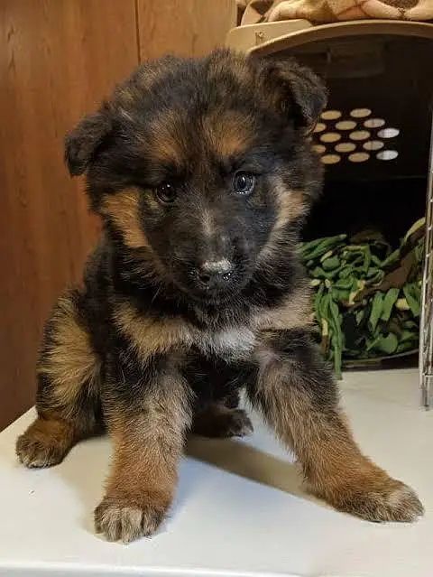 German shepherd puppies available — photo 5