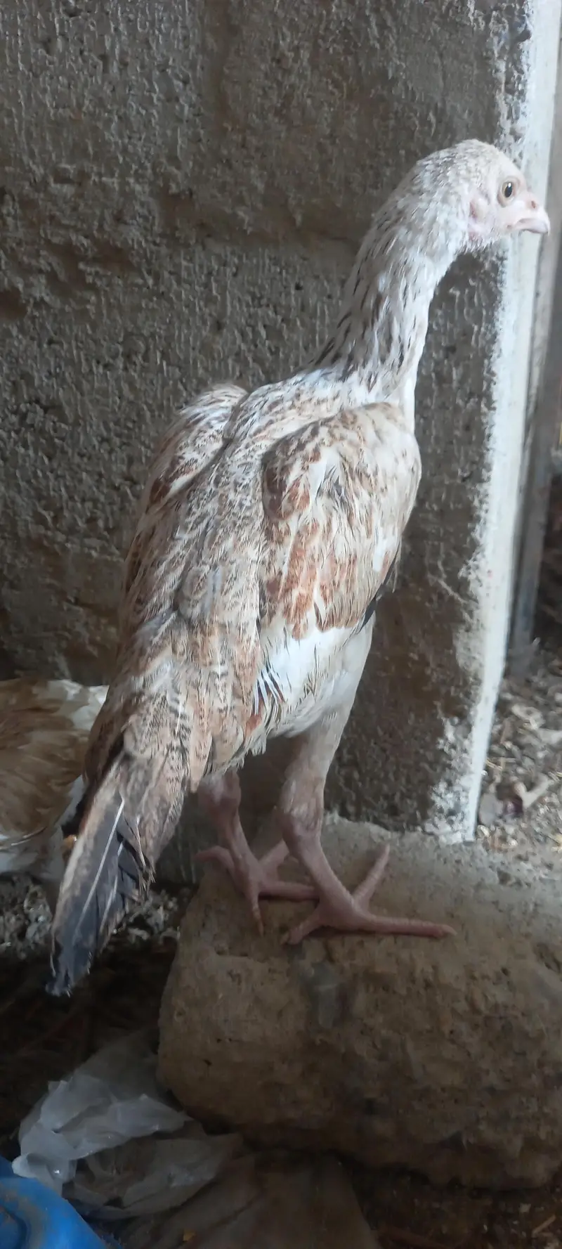 1 aseeel oshamo murge 1 heere pathe 4 aseel pathe — photo 5
