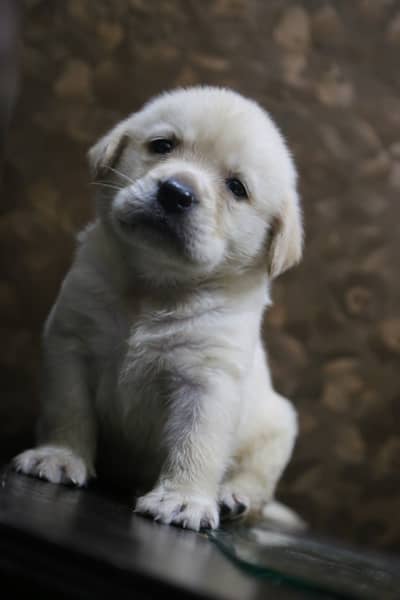 Labrador pedigree microchip  puppies 03014615555
