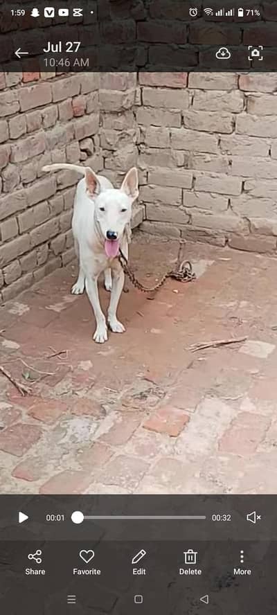 gultair dog