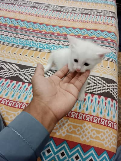 KITTEN FOR SALE HEALTHY AND ACTIVE