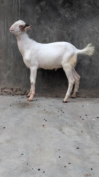 gulabi/tedda/goat/kid/qurbani/2027/sale/abluck/kamori/goatkid