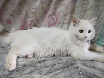Parisian Cat Male Forsale  3335551245