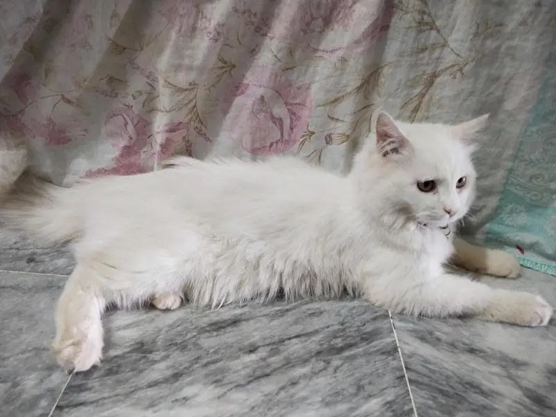 Parisian Cat Male Forsale  3335551245 — photo 2
