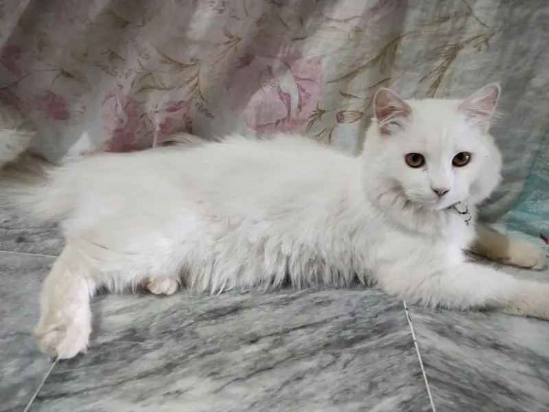 Parisian Cat Male Forsale  3335551245 — photo 3