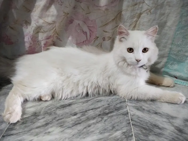 Parisian Cat Male Forsale  3335551245 — photo 4